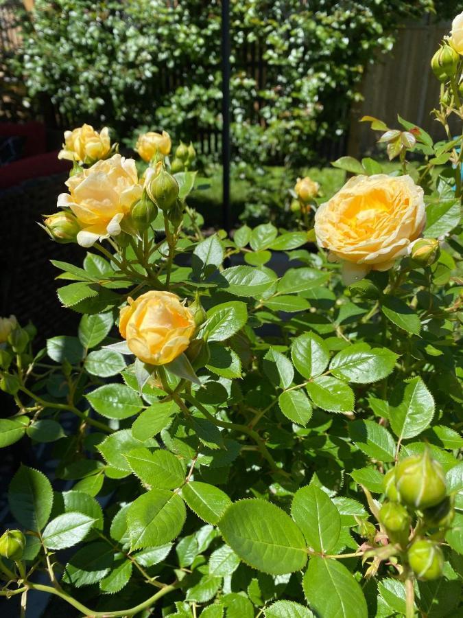Niagara-on-the-Lake Summer Solstice Bed & Breakfast المظهر الخارجي الصورة